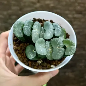Haworthia Truncata 2–2.5 Inches Rare Succulent Plant Bare Root | Window Succulent | Easy Care Indoor Plant | Unique Geometric Succulent | Beginner Friendly Home & Office Decor | Plant Lover Gift #Succulent #Haworthia #RarePlants  #HomeDecor