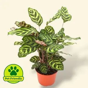 Calathea Peacock 6” - Pet Safe House Plant - Live Plant