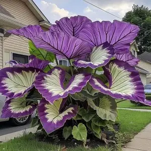 800Pcs Hosta Seeds – Shade-Loving Perennials That Grow Full and Beautiful All Season