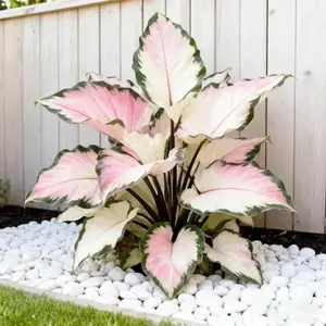 800 pcs Hosta Seeds – Versatile Perennials for Indoor & Outdoor Planting