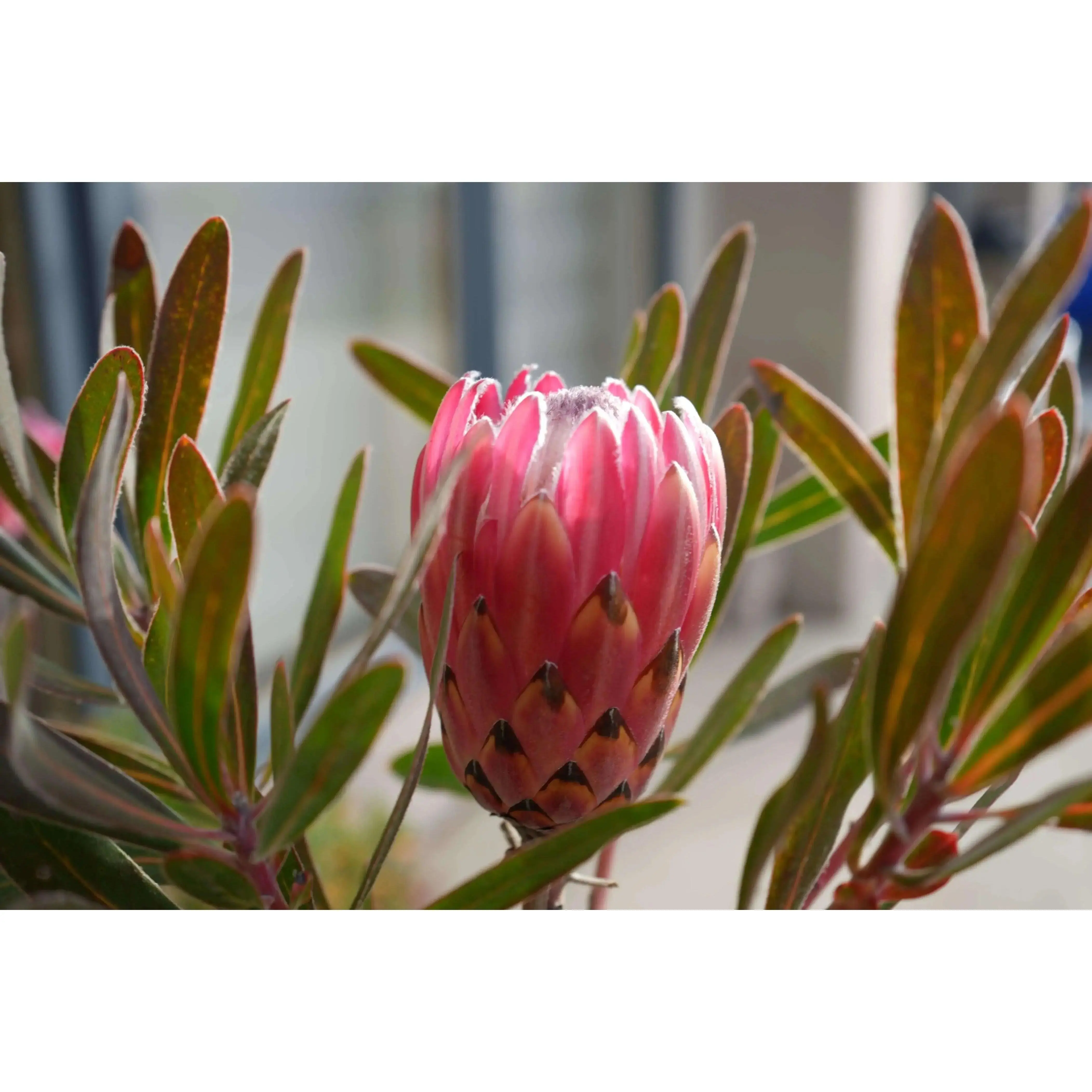 Protea 'Claire': Cultivate the Exotic Protea Plants in Your Garden