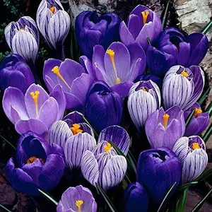 Blue Moon Crocus Mix Large Bulbs for Easy Growth Perennial Flowers Fresh Crocus Bulbs for Your Garden