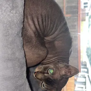 Nylon Mesh Folding Window Hammock - Cordless Relaxing Bed, Robust Metal Frame, Strong Suction Cups, Easy Machine Wash, Single-Side Folding Design, Window Perch for Cats and Small Dogs