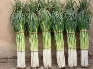 Onion Seeds  - Bunching -  Ishikura Improved