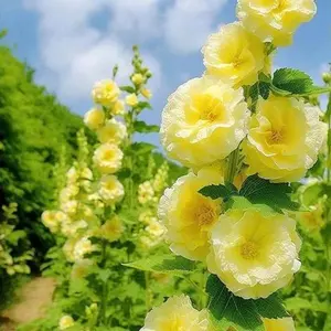 200+ Hollyhock Seed，Mix Multi-color，Double Petals Colorful，Flowers，Suitable for Planting Outdoor Home Garden Flowers