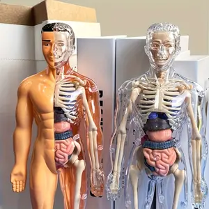 Human Anatomy Model Set, Detachable Bones and Full Body Trunk, Educational Stem Kit for Teens, Stem Learning Tool, Medical Teaching Skeleton Model