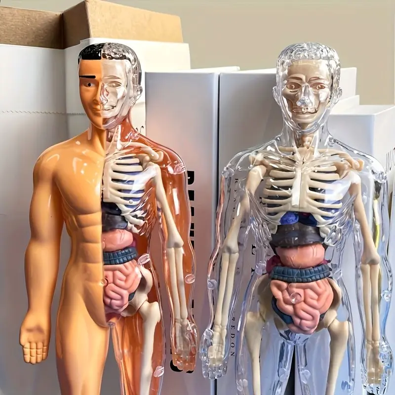 Human Anatomy Model, Detachable Bones and Full Body Trunk, Stem Education Kit, Stem Learning Model, Medical Teaching Skeleton, Durable PVC, Ideal for Students
