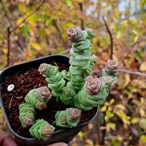 4 Pack 2 Inch Live Potted String of Coins Succulents, Easy Care Indoor Outdoor Houseplants for Home Office Decor & Garden