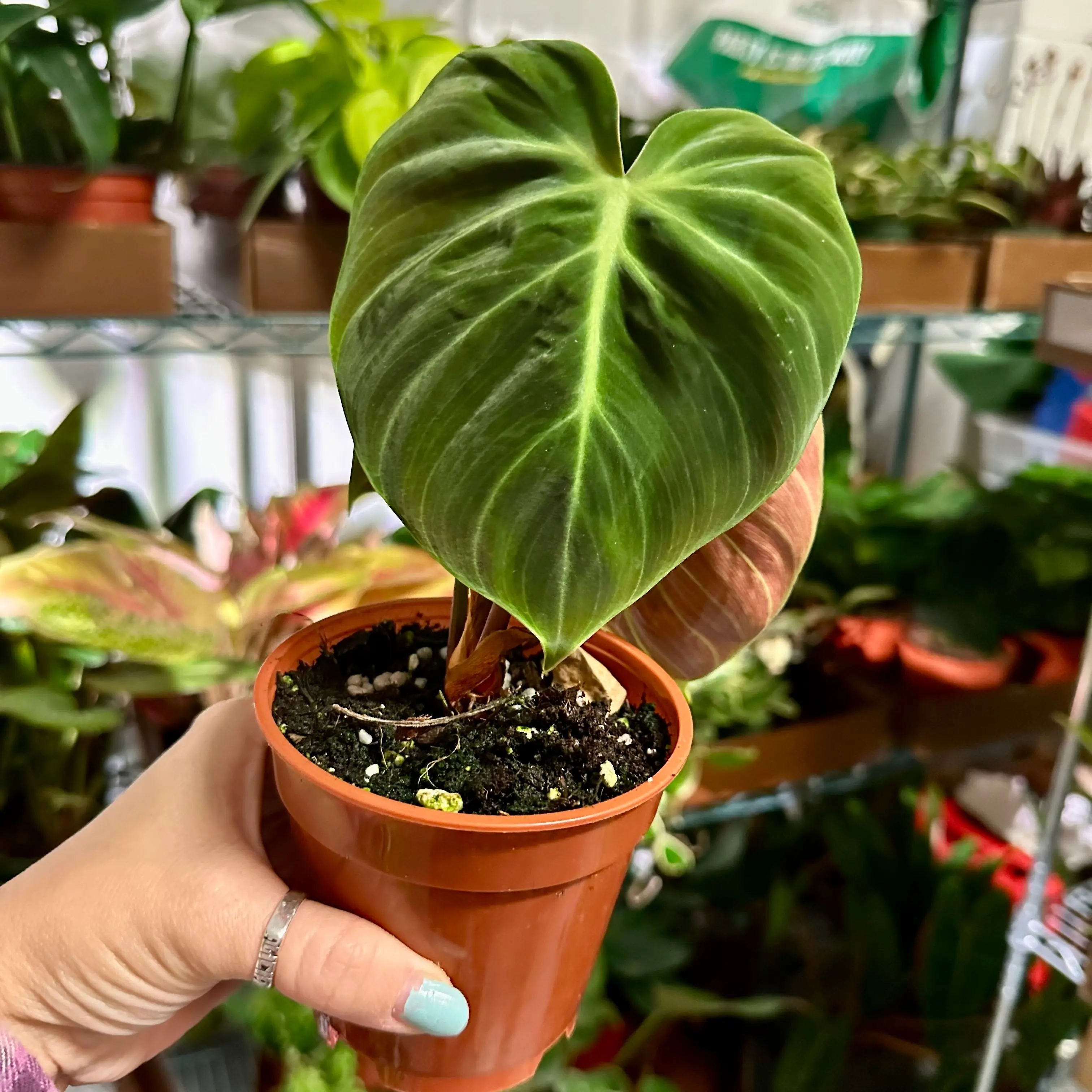 4 Philodendron El Choco Red - TikTok Shop