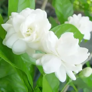 50 Pcs Jasmin Seeds for Planting Fragrant Flower Seeds for Home Garden easter  seed  pack