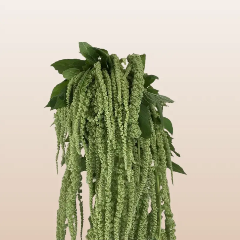 Fresh Amaranthus Green Hanging Amaranthus Bulk - 10 Stems Natural Green Bunch 60cm 70cm 80cm Packs for Wedding Arrangements