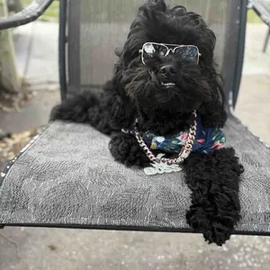 Rhinestone Dog Chain Necklace with Secure Buckle, 1 Count Fashionable Pet Accessory for Small, Medium and Large Dogs, Pet Styling Accessory