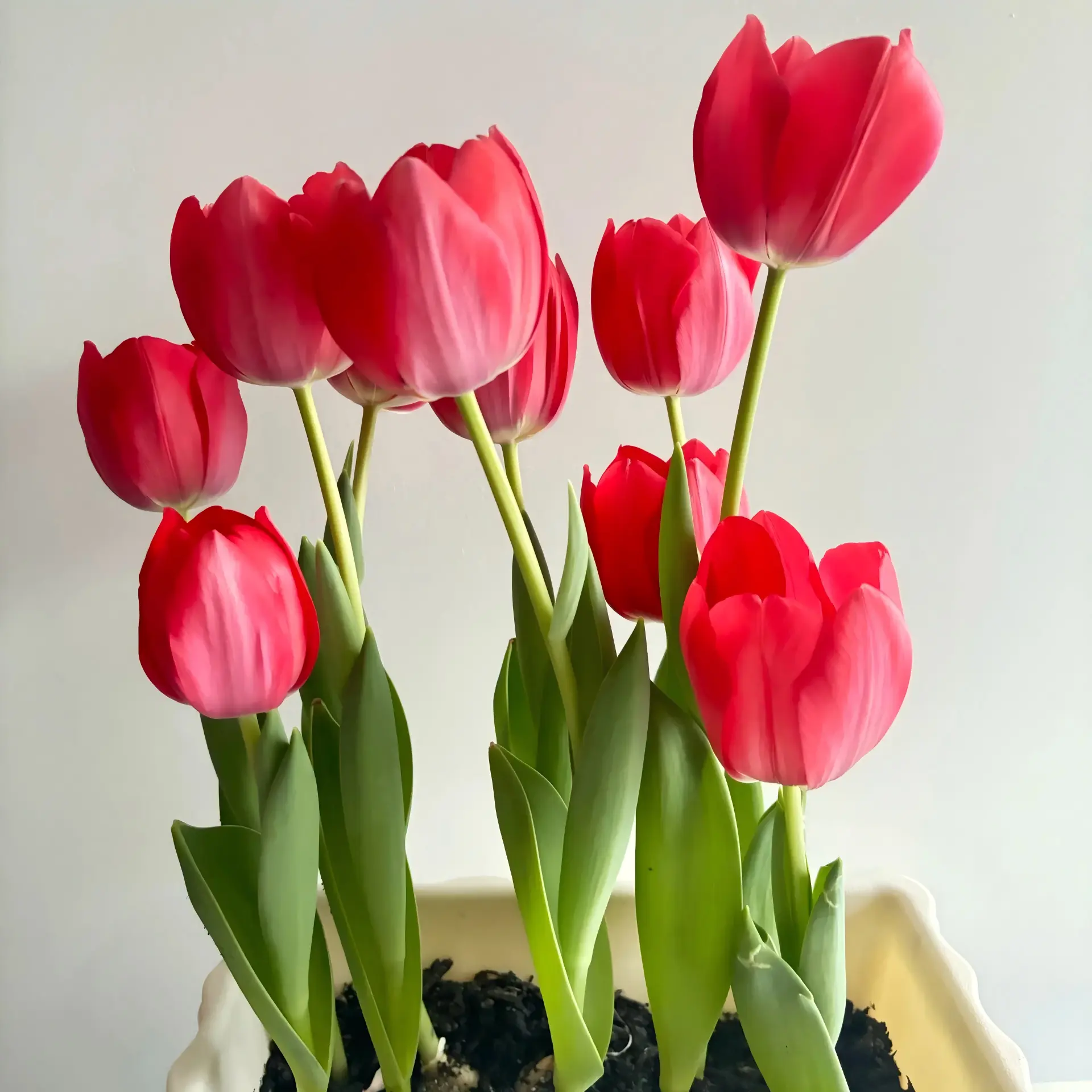 Tulipa gesneriana Tulip Bulbs, Mixed-Color Perennial Spring Flower Bulbs, Easy-to-Plant for Garden, Balcony Decoration growth