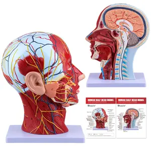 Anatomical Medical Life-Size Human Half-Head Model - Face & Facial Structures, Superficial Neurovascular Details, Musculature, Asaro Head, Nasal Cavity, Throat, Brain Anatomy for Medical Students & Educational Supplies (School & Biology Use)