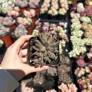 Pachyphytum 'Vincent Van Gogh' Mini Cluster (around 3'')- Bare Root Succulents - Terra Tales