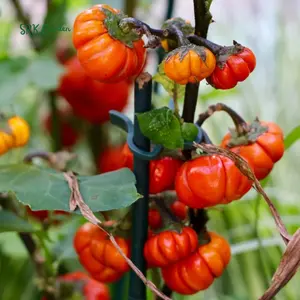 Pumpkin On A Stick Seeds – Heirloom Ornamental Eggplant | 15 Seeds