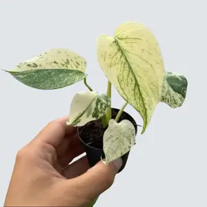 Monstera White Monster in 4" Pot Live Houseplants with Vibrant White Leaves and Green Veins Perfect for Indoor Gardening