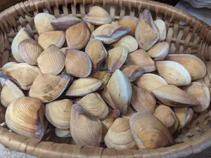 Leather Donax Clam Shell Pairs