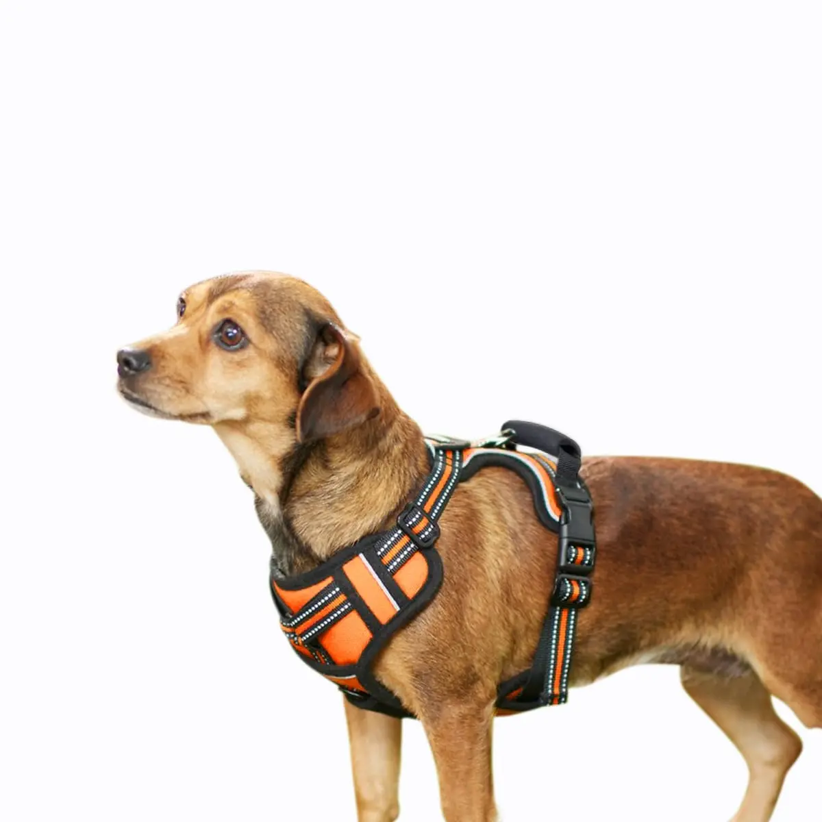 Durable Reflective Padded Dog Harness GDH-1422OR with 360 Stand, Adjustable Lightweight Design, Top Handle for Easy Control, Night Safety for Small to Medium-Large Dogs (Outdoor Pet Accessory), Durable Reflective Harness