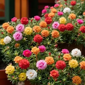 20000counts Mix Flower Seeds – Non - GMO, Low-Maintenance, Hardy, Ideal for Warm-Season,Mixed Colors Large Blooms Attract Pollinators Easy to Grow All Seasons,Top Choice for Horticulture