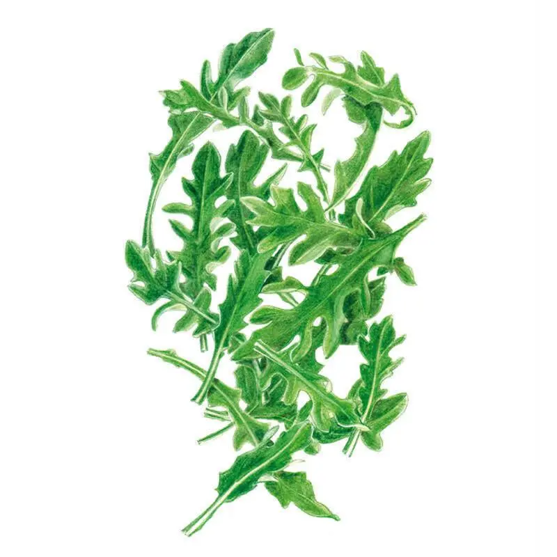 Arugula Baby Greens Seeds Arugula Baby Greens Seeds