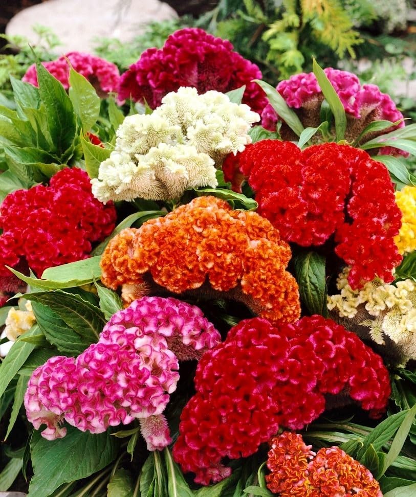 Seeds Cockscomb 600+ Seeds to Grow Celosia Cristata Celosia Cristata Velvet Flower Exotic Annual Plant Multicolor Mix