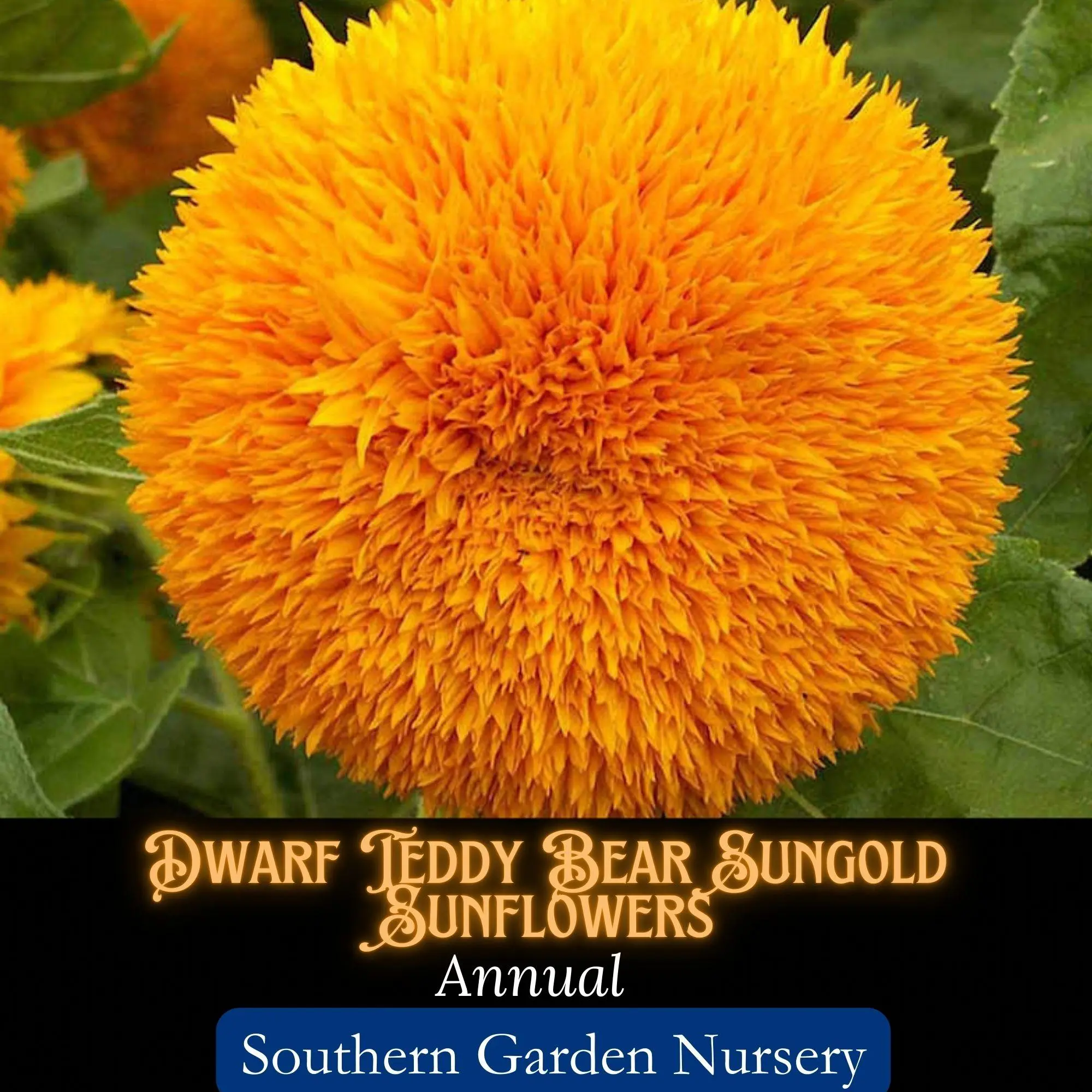 Dwarf Teddy Bear Sungold Sunflower Seeds, Fluffy, Golden Pom-Pom Blooms, Only 3ft Tall! Flowering Plants Garden Nursery