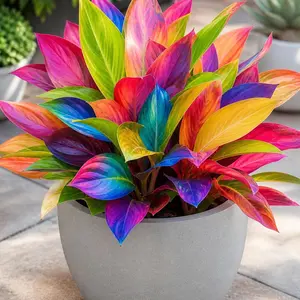 800PCS Rainbow Hosta Seeds Low-Maintenance Perennial for Busy Gardeners
