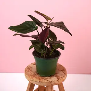 Syngonium “Red Arrow” - 4” Pot
