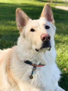 Energy Muse Healing Crystals Pet Charm - 6 Combinations of Crystals - Handcrafted Crystal Keychain for Dogs & Cats with Rose Quartz Blue Apatite Amethyst Agate Lepidolite Black Tourmaline - 2.5" Long - Secure & Lightweight