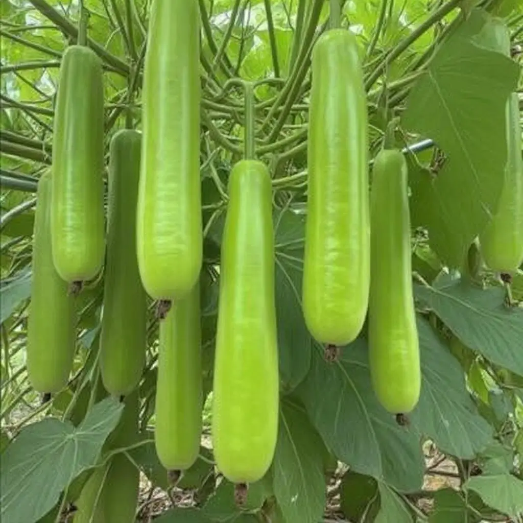 35 Bottle Gourd Seeds, Fast-Growth Luffa-Type Seeds with Vigorous Vines, Easy to Grow, Full Sun Tolerant, Ideal for Backyard Gardening & Ornamental Use, Decorations for Gardeners