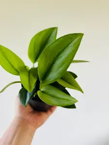 Scindapsus Treubii Moonlight - 4" Pot