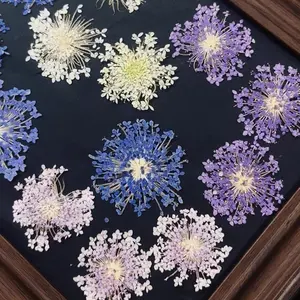 6pcs,Scabiosa Large Pressed Flower DIY Resin Jewelry Photo Frame,Painting Dry Flower Supplies for Student Projects Home Decor