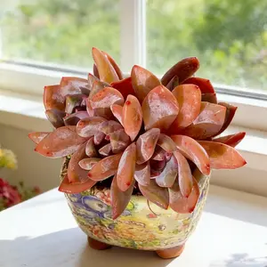 Cheng Menglu Echeveria Orange Monroe - Red-Tipped Succulent Plant for Easy Indoor Home Decor - Petal-like Shape with Blushing Red Tips & Frosted Leaves - Low Maintenance All Year Roun