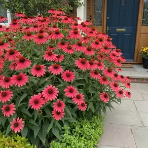 100 Red Coneflower Seeds – Echinacea – Bright Red Perennial Blooms – Hardy Summer Garden Flowers