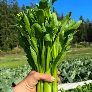 1000 Choy Sum Seeds - Chinese Flowering Greens for Home Garden, Fast-Growing Climbing Vegetable, Ideal for Trellis Growing, Suitable for Zones 7-11