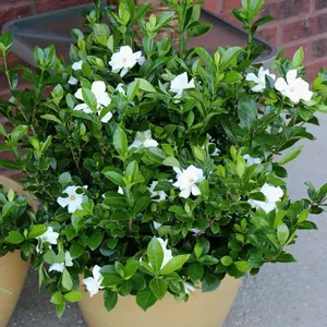 Radicans Gardenia