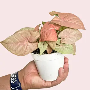 4” Strawberry Cream Syngonium, Arrowhead Plant, Beginner Friendly Live Houseplant, Indoor Plant