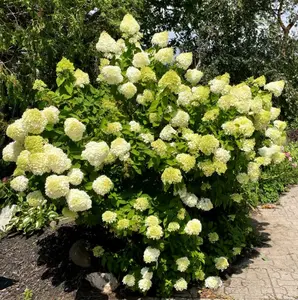 Lime Hydrangea Plant Live for Planting, 7-10" Tall, Light Hydrangea Tree Live Plant in 4 Inch Pot, Hydrangea Flowers