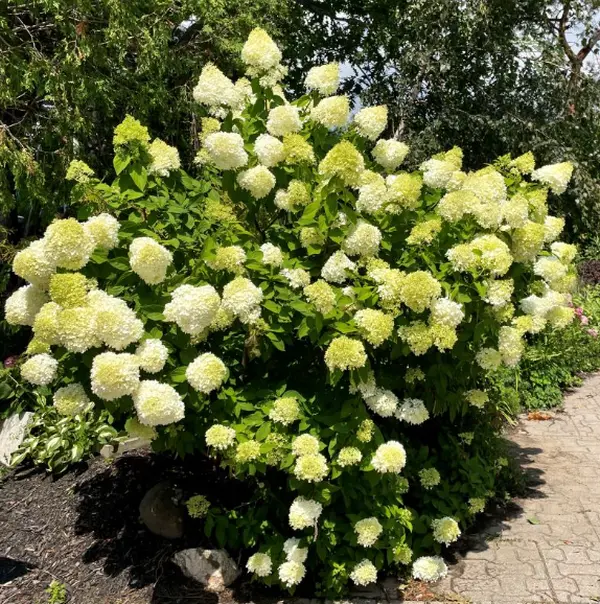 Lime Hydrangea Plant Live for Planting, 7-10" Tall, Light Hydrangea Tree Live Plant in 4 Inch Pot, Hydrangea Flowers