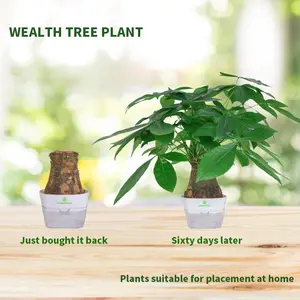 Money Tree Indoor Plant – Easy Care Houseplant for Home & Office Decoration