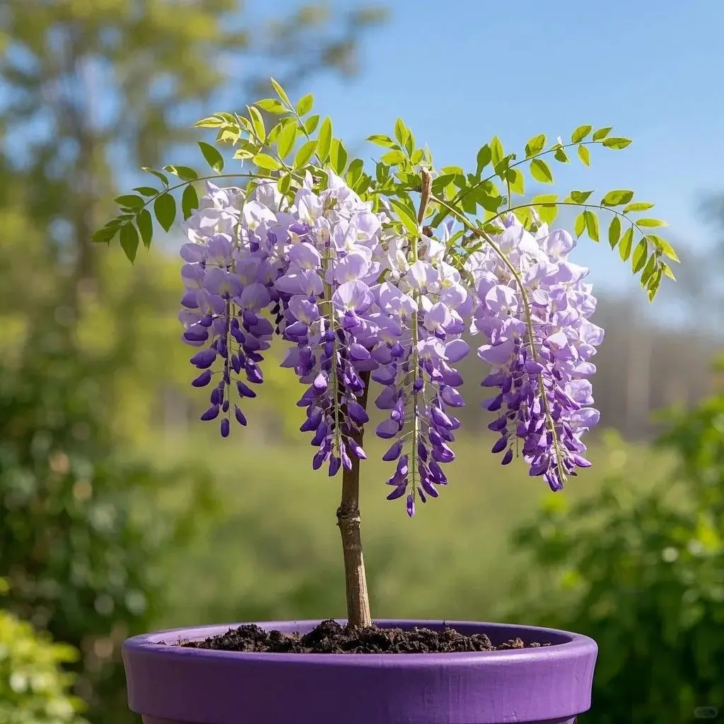 Fragrant Wisteria Vine Seedling, Perennial Climbing Flower Plant, Easy-to-Grow Garden Decor Sapling
