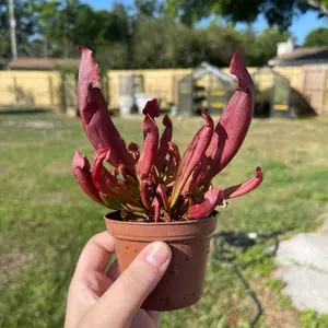 Maroon Sarracenia Carnivorouse Plant Maroon Sarracenia Carnivorouse Plant