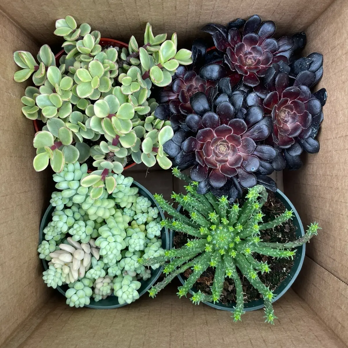 4 Pack Outdoor succulents bedroom Sculpture