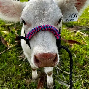 Cattle Halter with Noseband