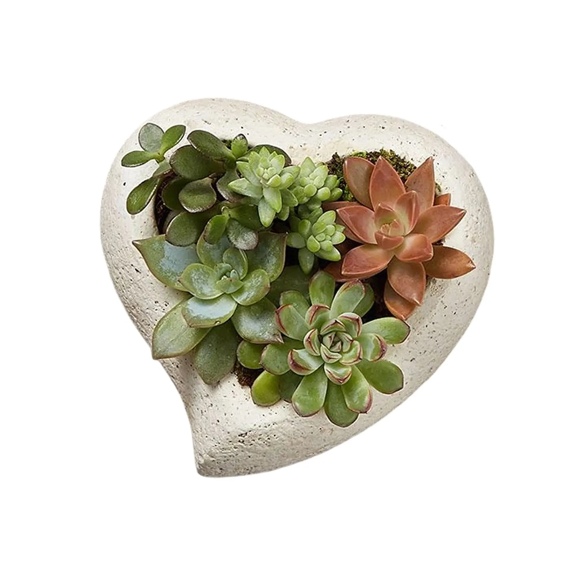 1800 Flowers - Sweet Succulent Heart Garden Small | Succulent for Delivery