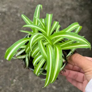 Curly Bonnie spider plant 4 in pot indoor