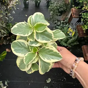 Peperomia obtusifolia Variegated plant