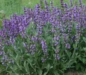 50+Broadleaf Sage Seeds Kichen Sage Common Sage Garden Sage Perennial Herb USA