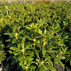 Purple Passion Rhododendron
